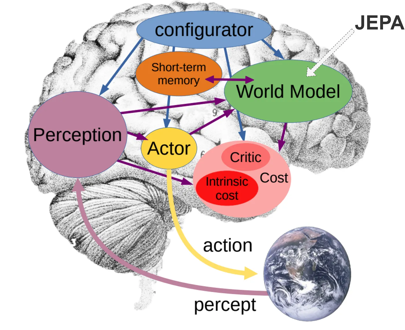 Autonomous machine intelligence architecture diagram showing world model, actor, perception components