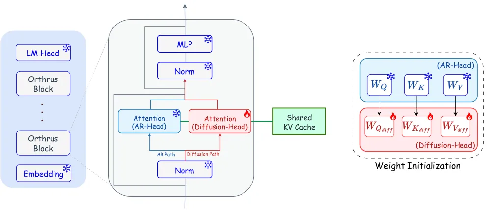 Model architecture showing AR/Diffusion dual-head design with weight initialization scheme
